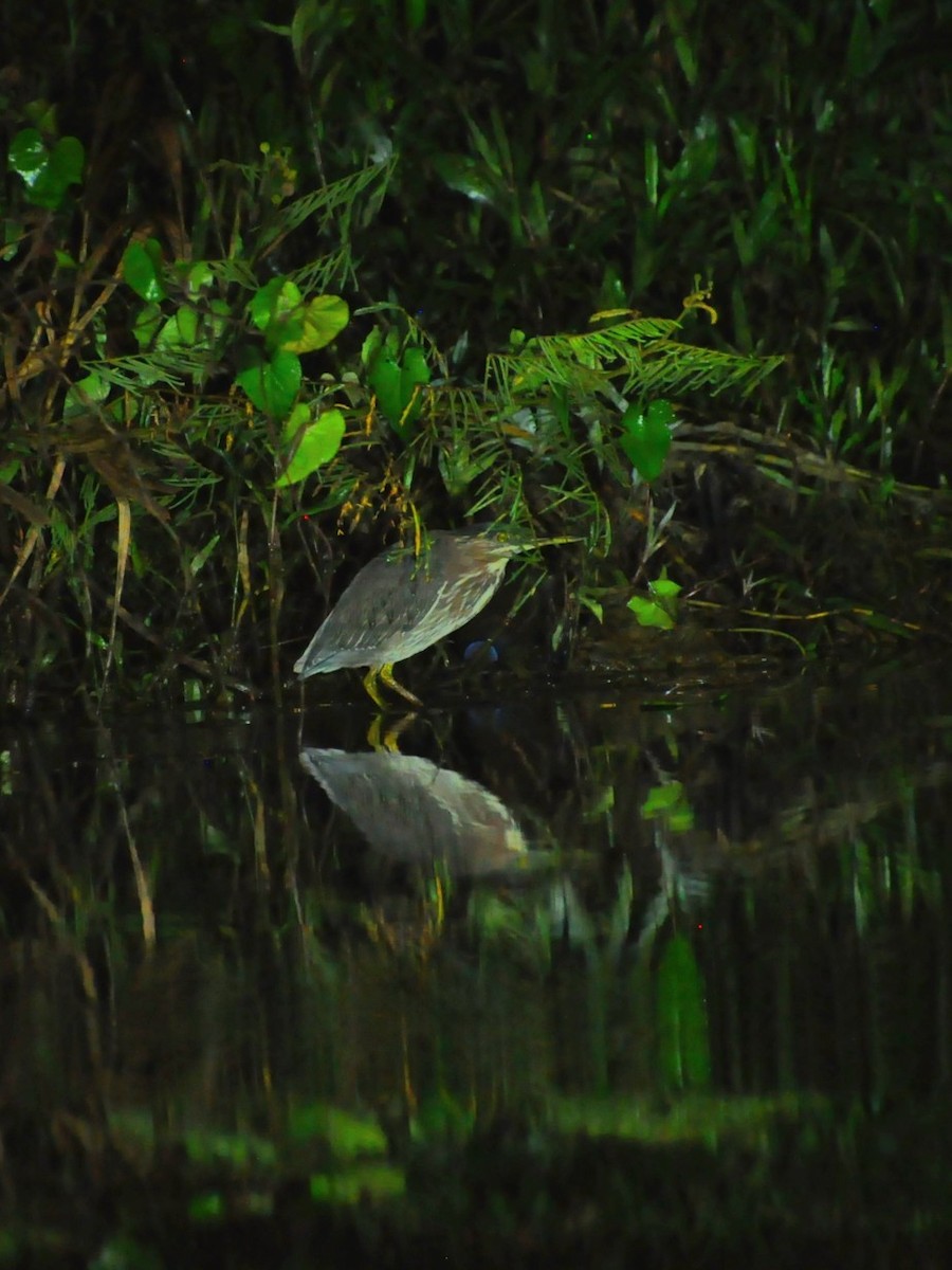 Green Heron - Richard Harris