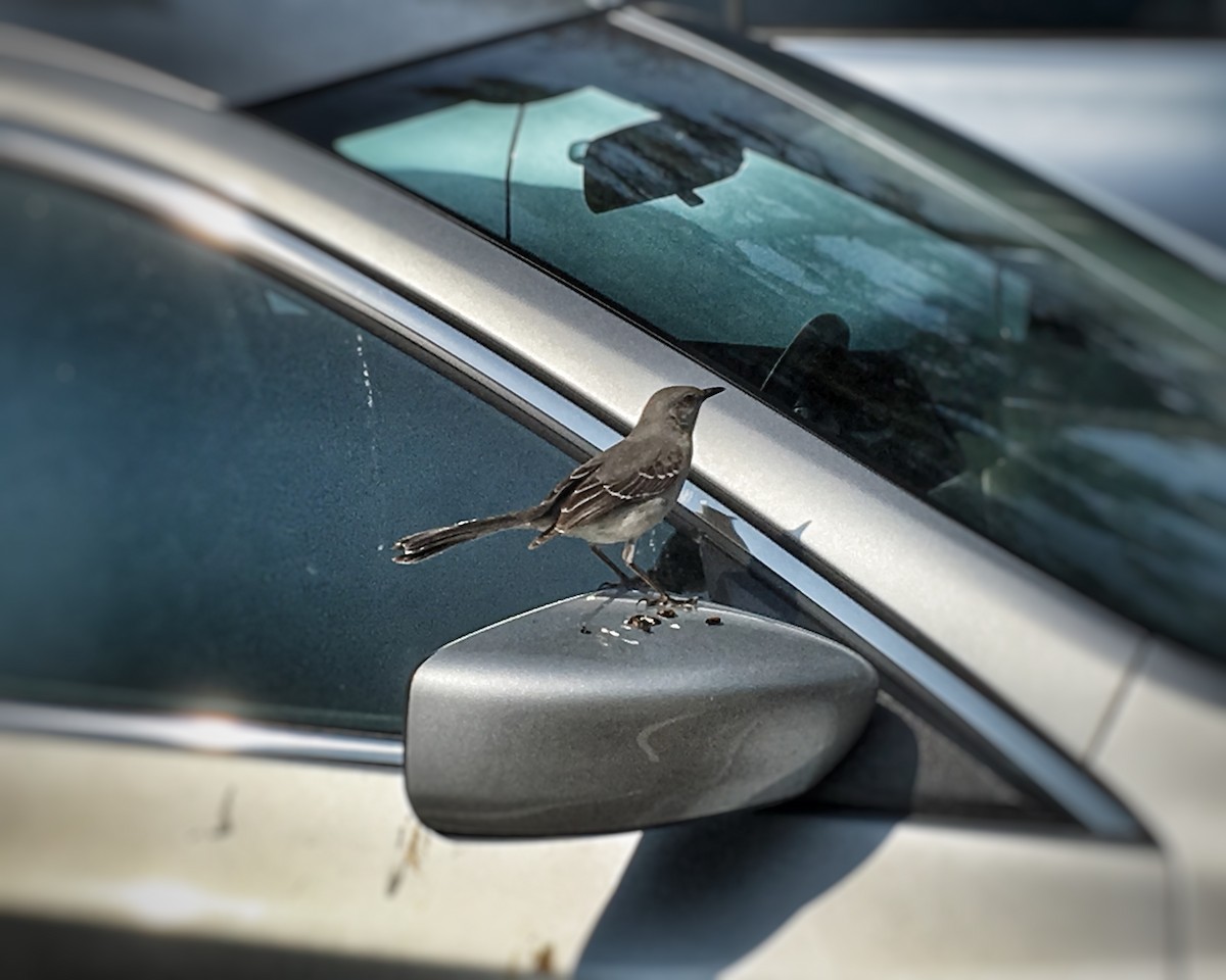 Northern Mockingbird - ML50606771