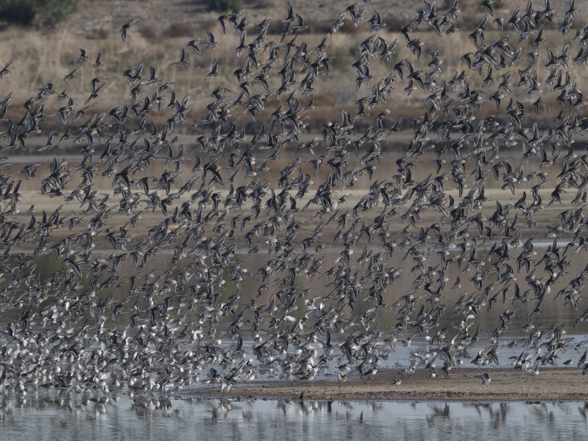 Dunlin - ML506067771