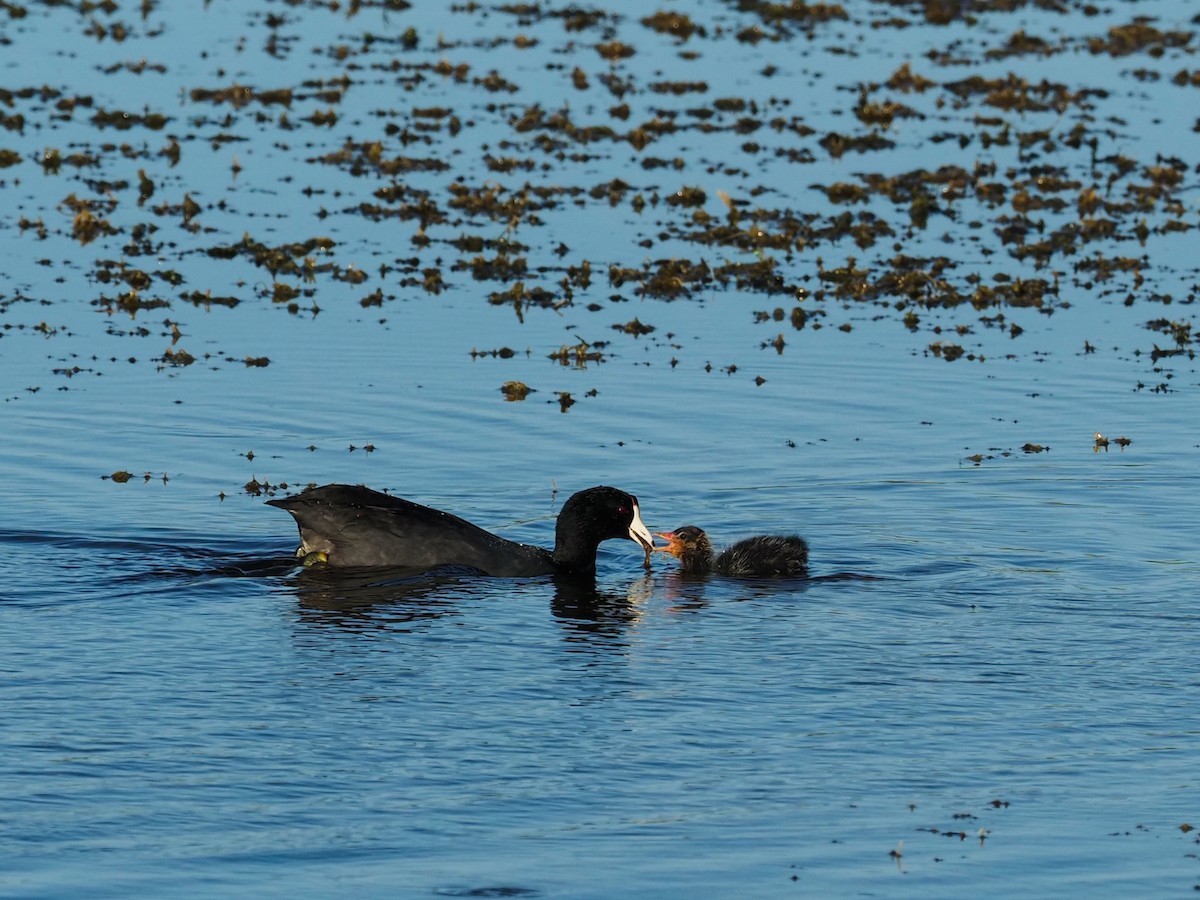 American Coot - ML506069451