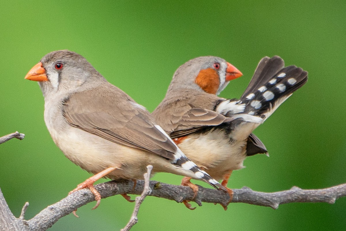 Zebra Finch (Lesser Sundas) - Jafet Potenzo Lopes