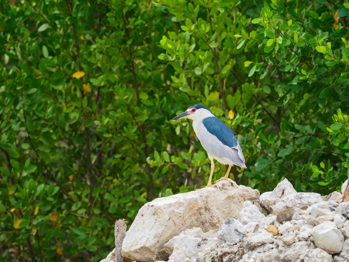 Black-crowned Night Heron - ML506070091