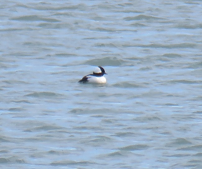 Bufflehead - ML506070621