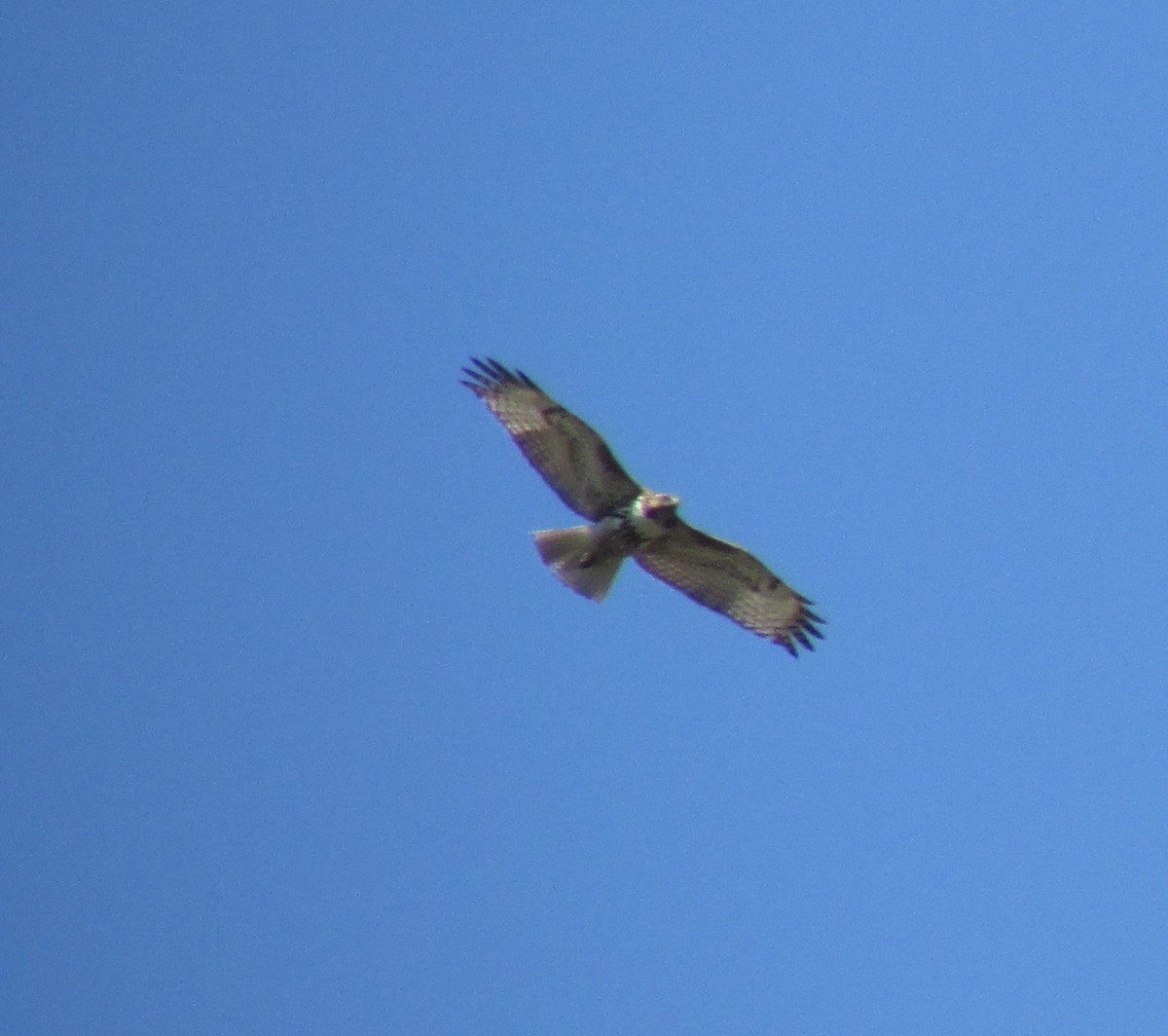 Red-tailed Hawk - ML50607081