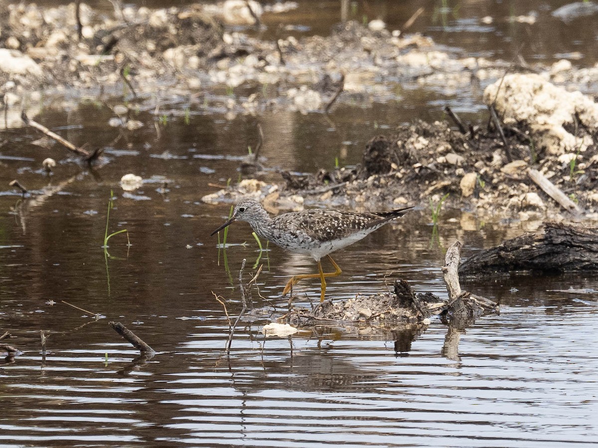 Lesser Yellowlegs - ML506070851