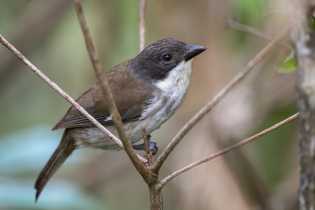 Puerto Rican Tanager - ML506072761