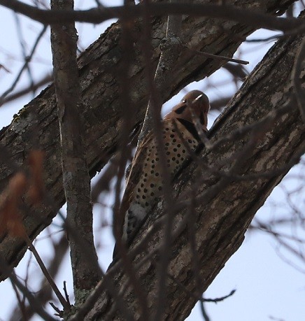 Northern Flicker - ML506072821