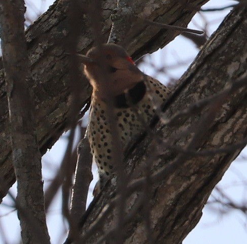 Northern Flicker - ML506072831