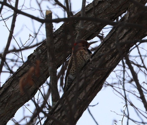 Northern Flicker - ML506072841