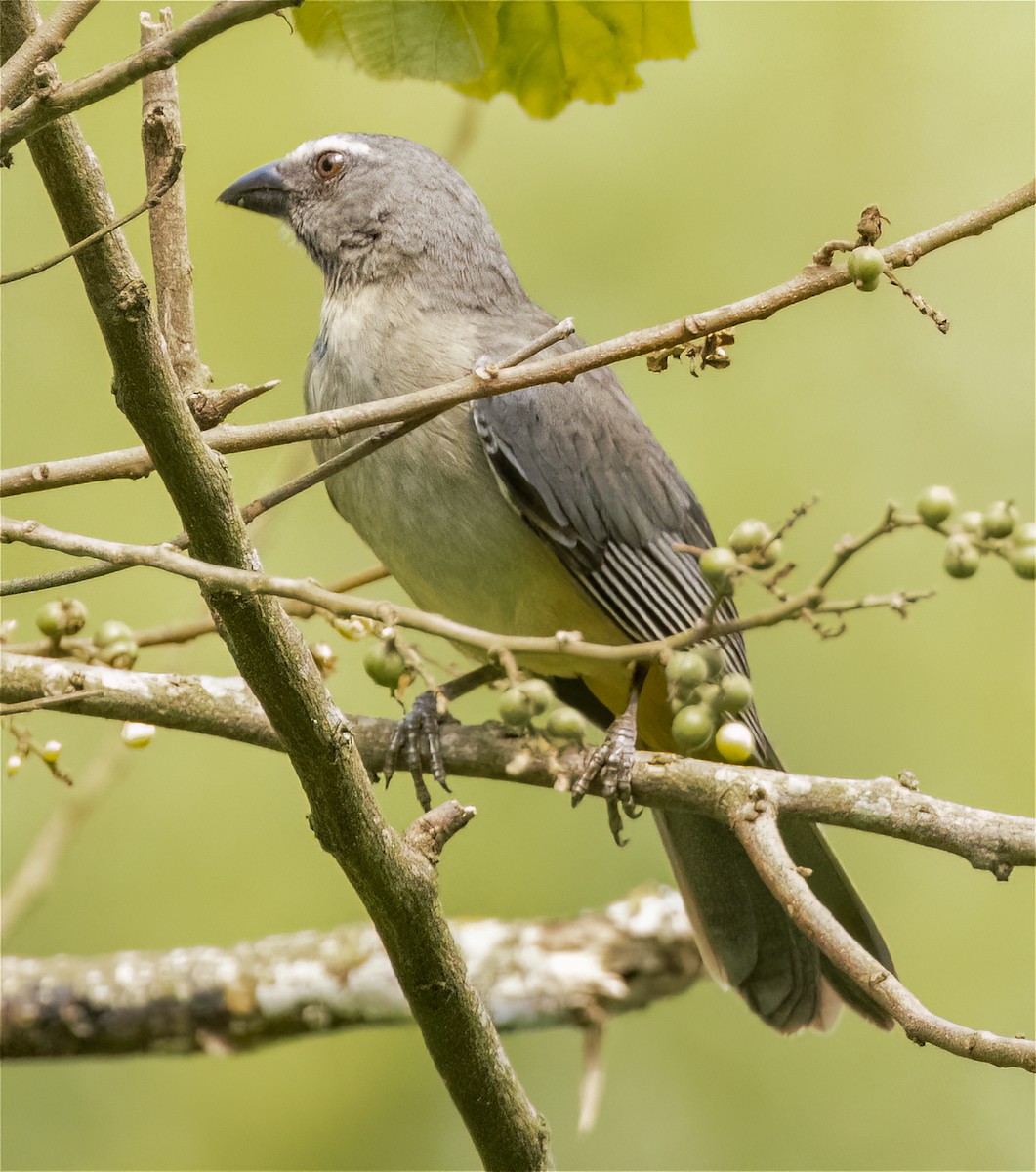 Bluish-gray Saltator - ML506073731