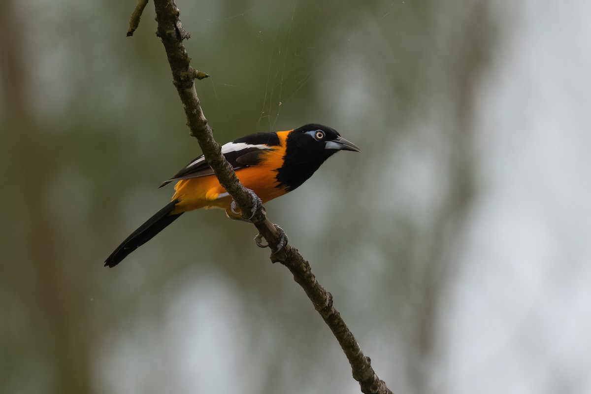 Oriole troupiale - ML506074391