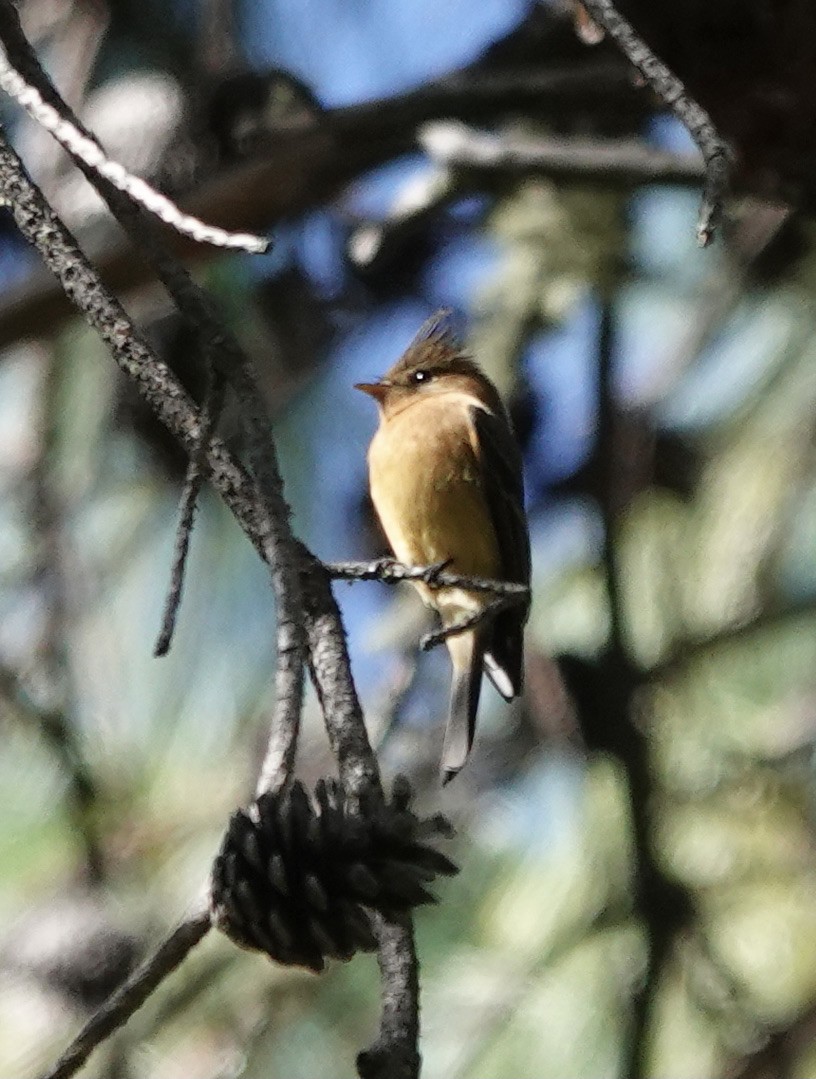 Mosquero Moñudo Común (phaeocercus/tenuirostris) - ML506074451