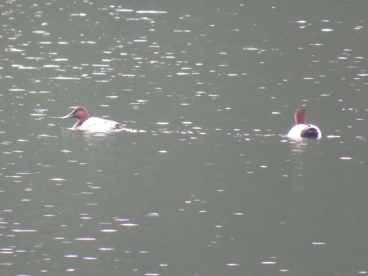 Canvasback - ML506075211