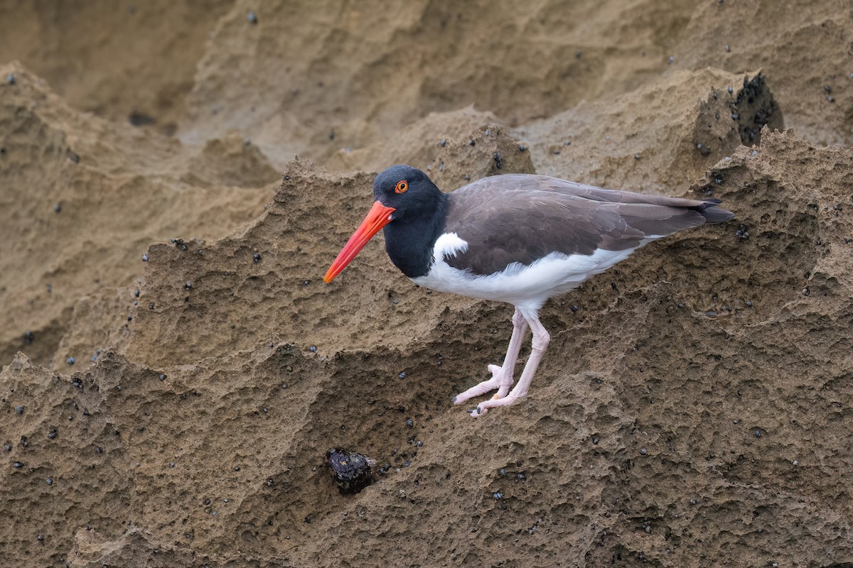 American Oystercatcher - ML506075621