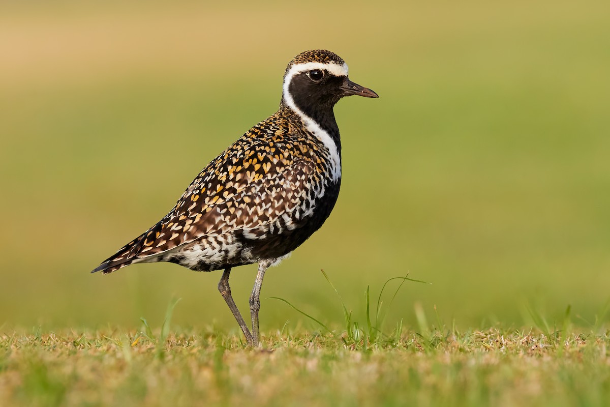 Chorlito Dorado Siberiano - ML506076451