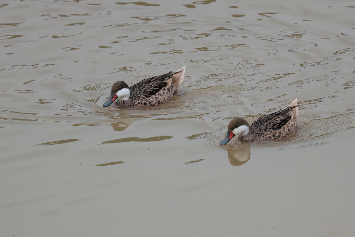 White-cheeked Pintail - Adam Jackson