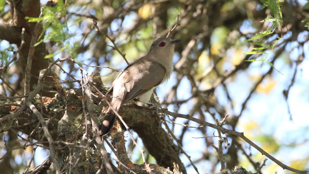 Ash-colored Cuckoo - ML506079041