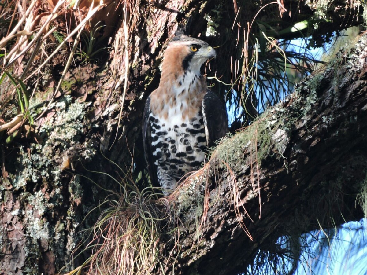 Ornate Hawk-Eagle - ML50608111