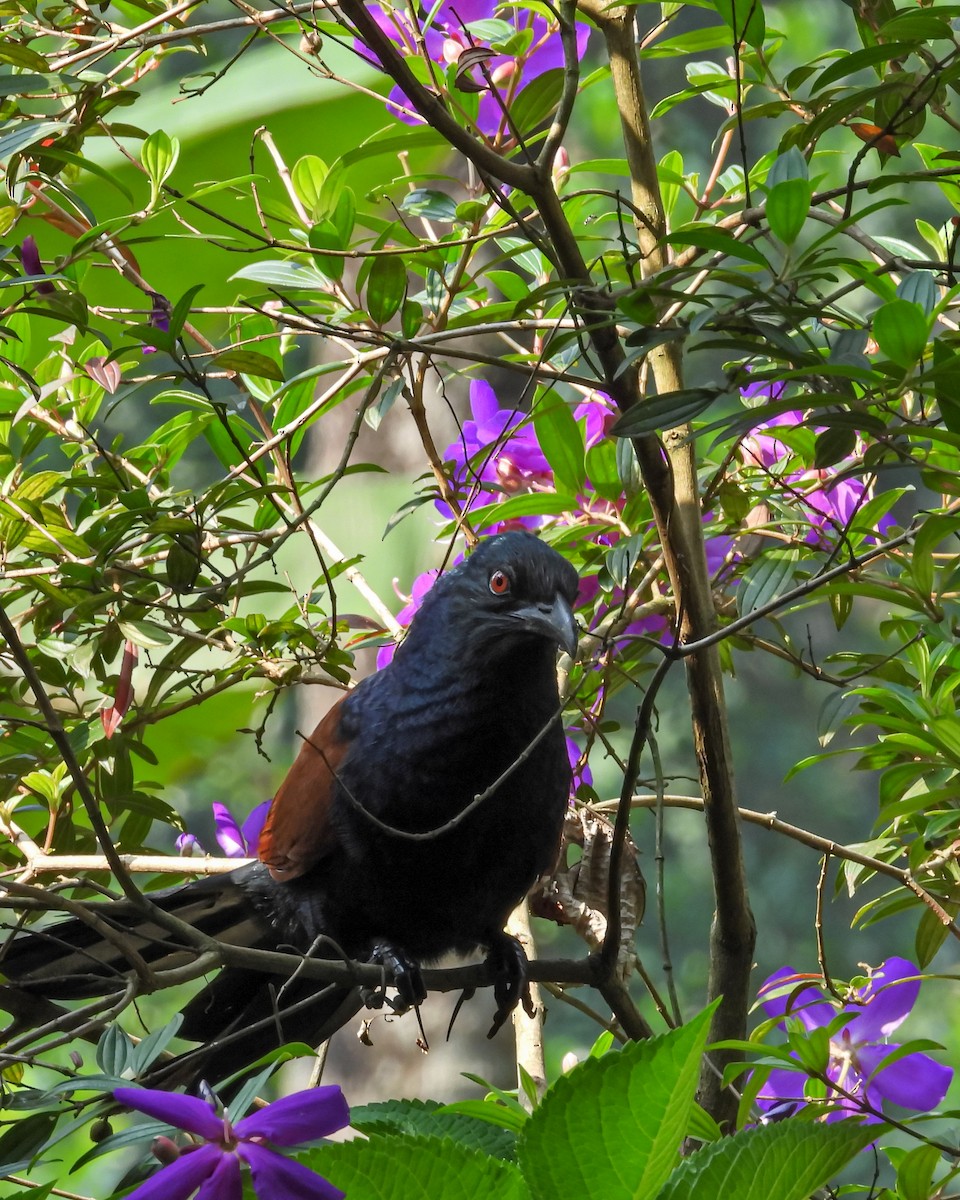 Greater Coucal - ML506084401