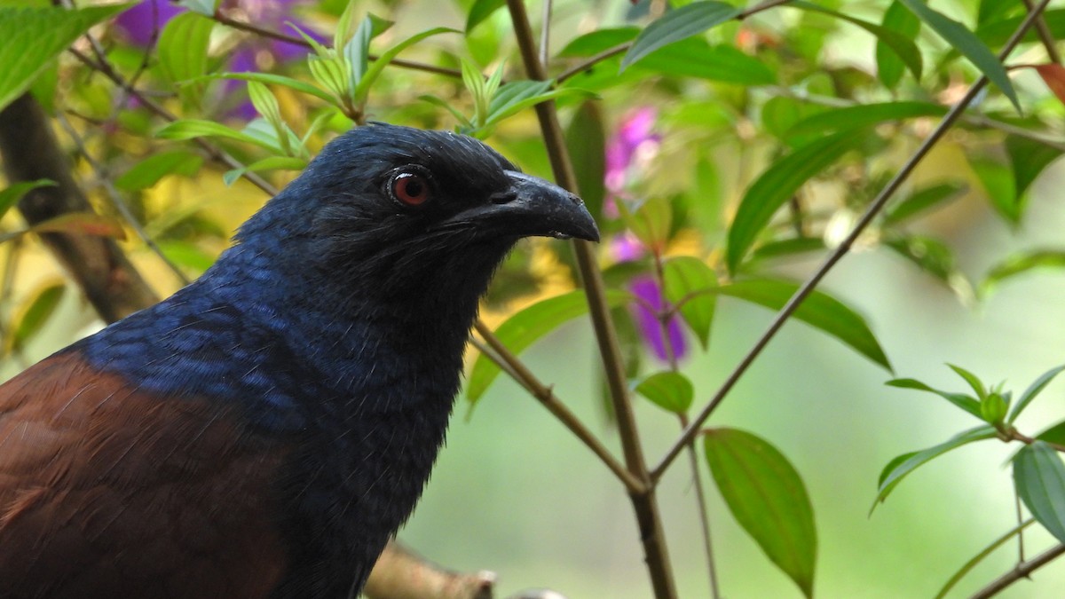 Greater Coucal - ML506084411