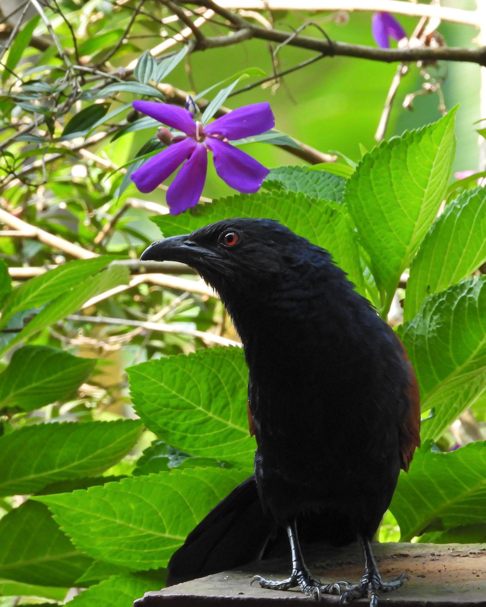 Greater Coucal - ML506084421