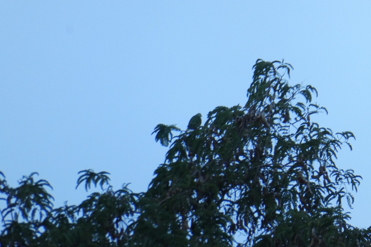 holub běločapkový - ML506084551