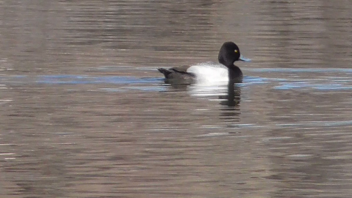 Lesser Scaup - ML50608561