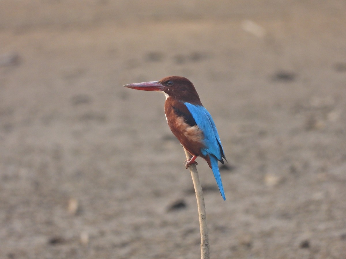 White-throated Kingfisher - ML506085941