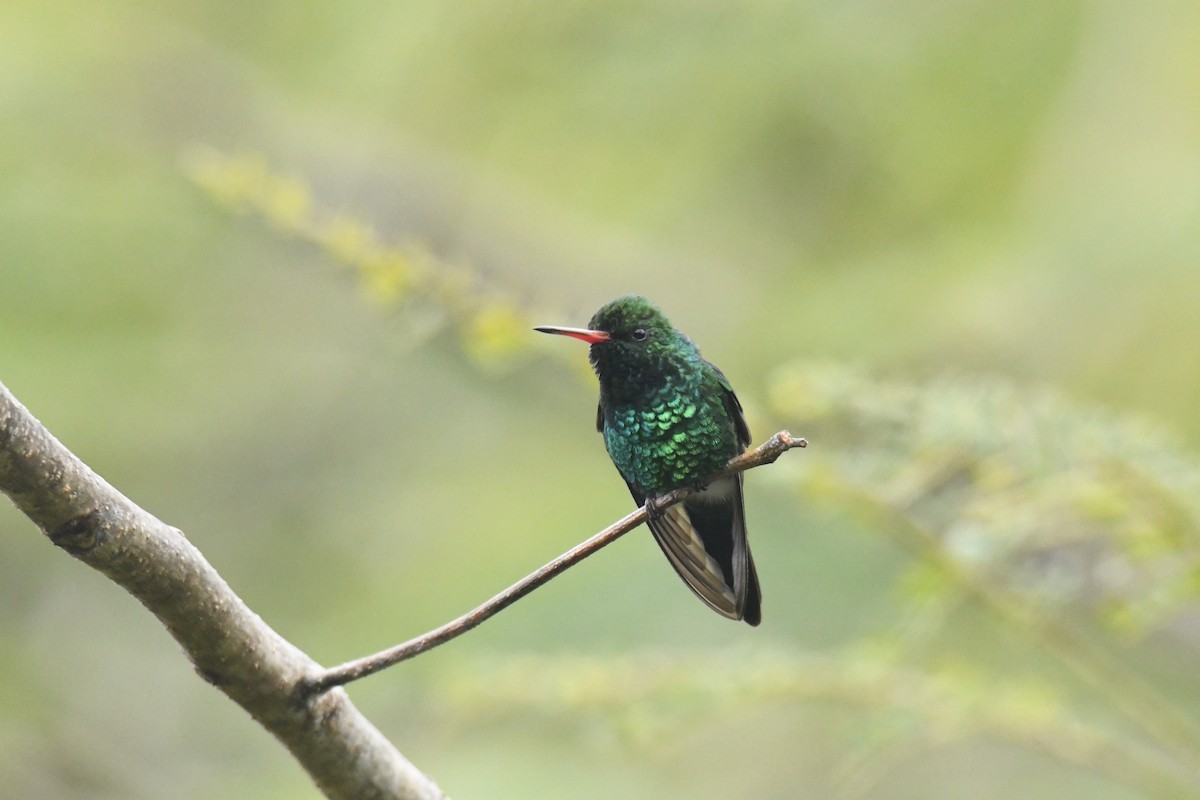 Canivet's Emerald - ML506086561