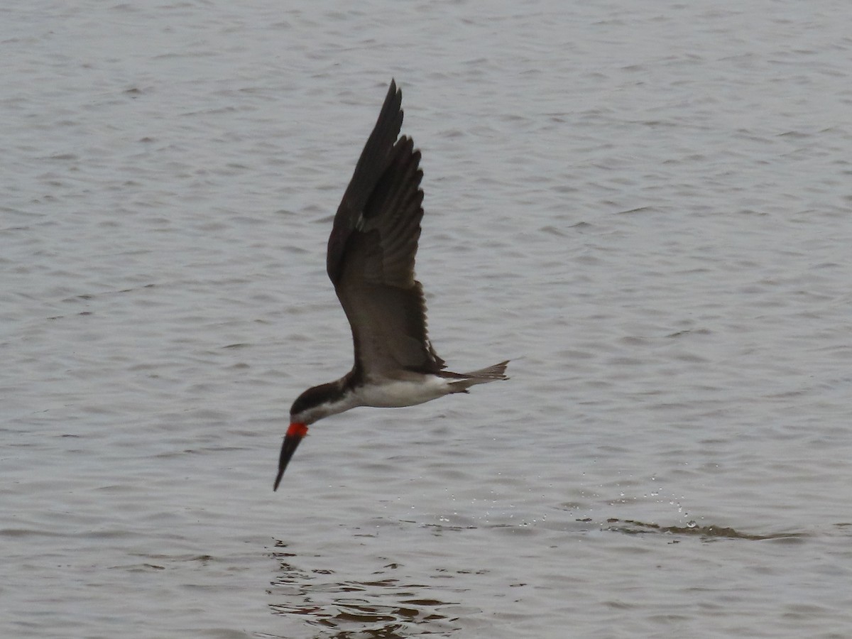 Black Skimmer - ML506086601