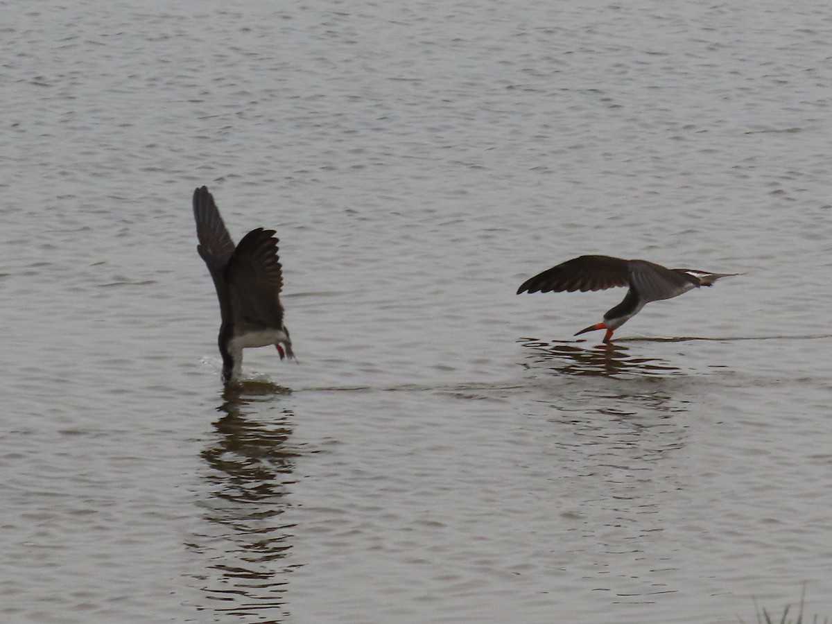 Black Skimmer - ML506086611