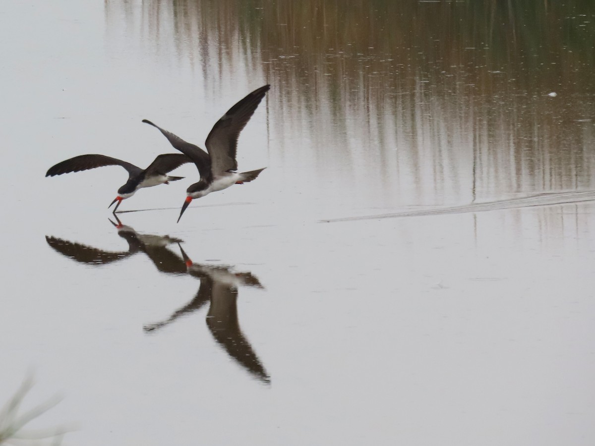 Black Skimmer - ML506086621