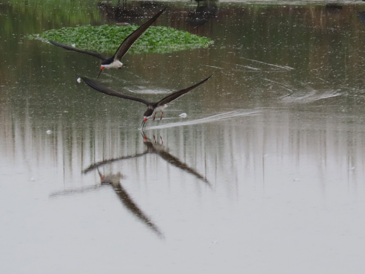 Black Skimmer - ML506086631