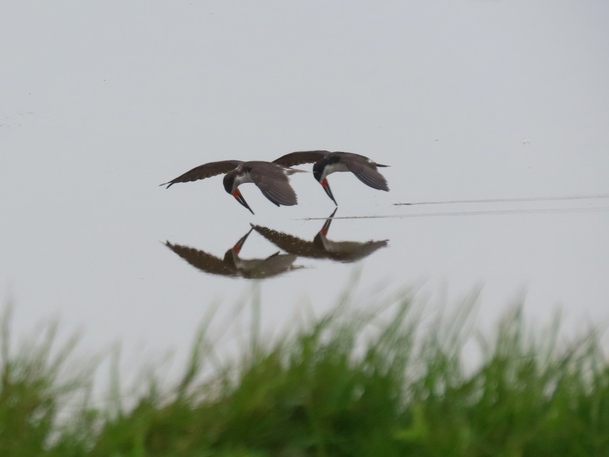 Black Skimmer - ML506086661