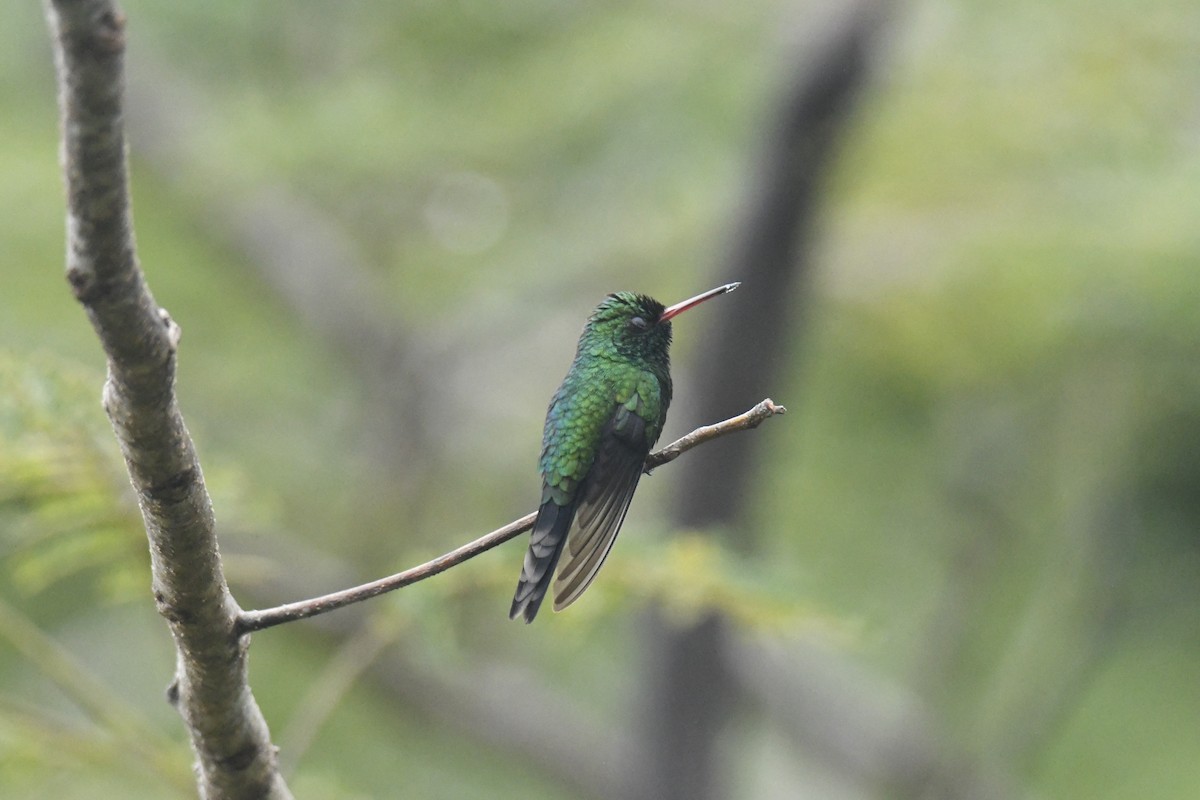 Canivet's Emerald - ML506086701