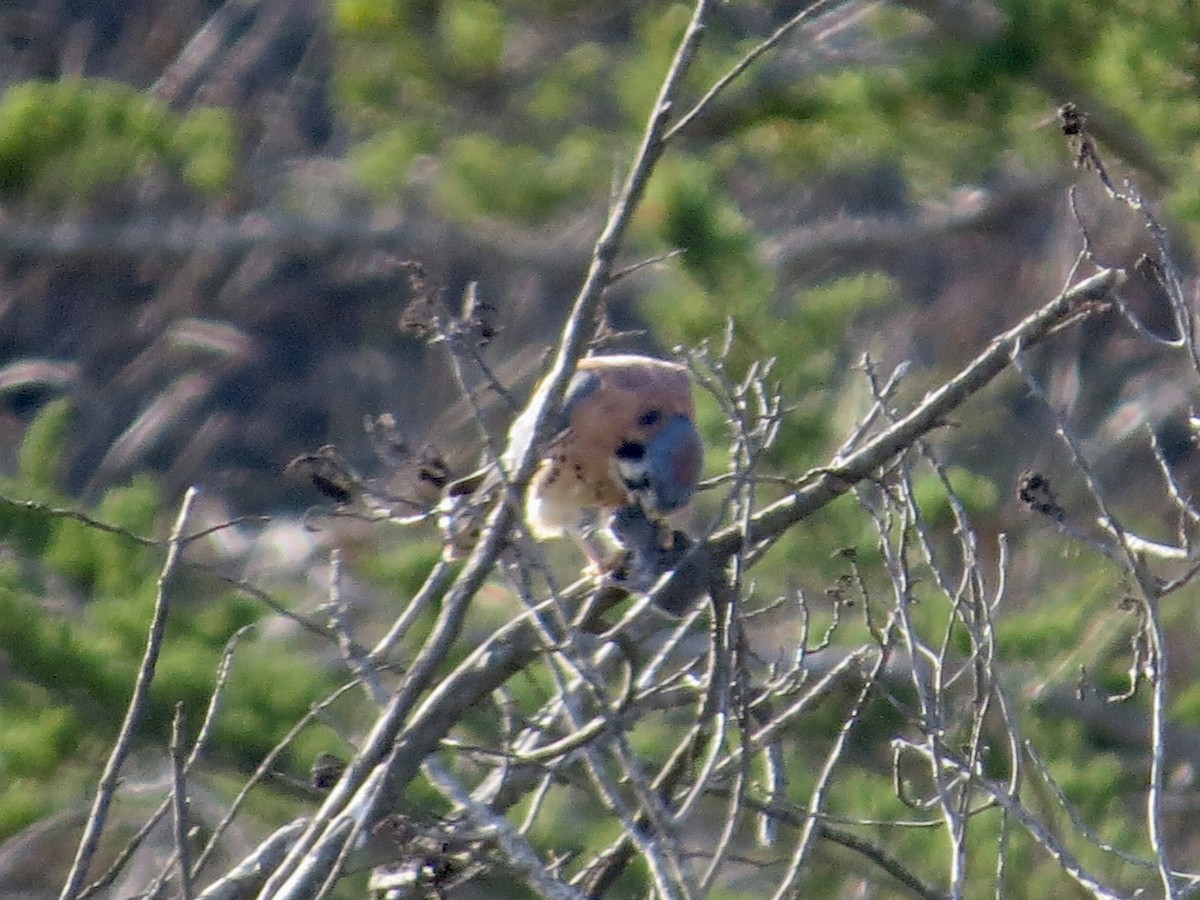 American Kestrel - ML506086851