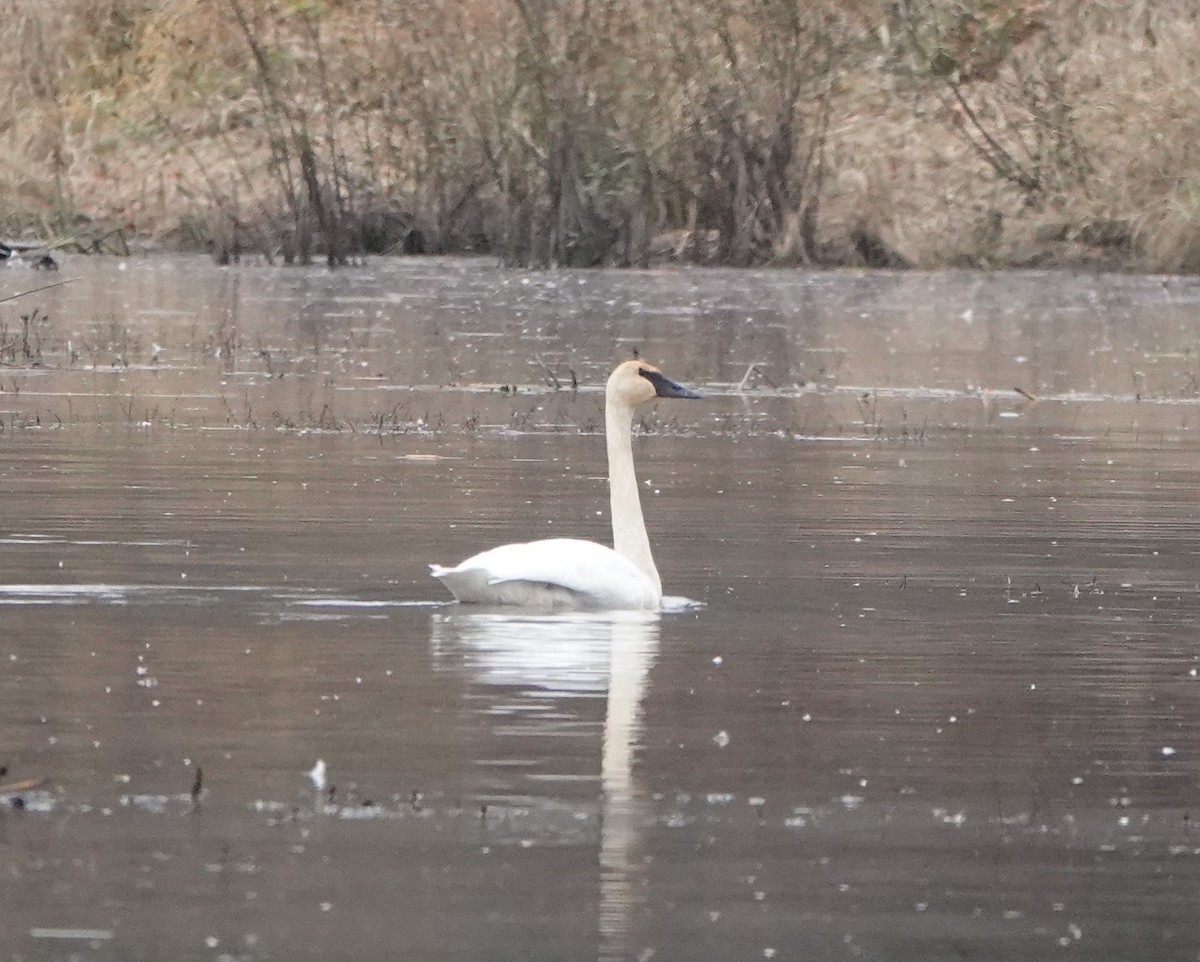 Trumpeter Swan - ML506087481