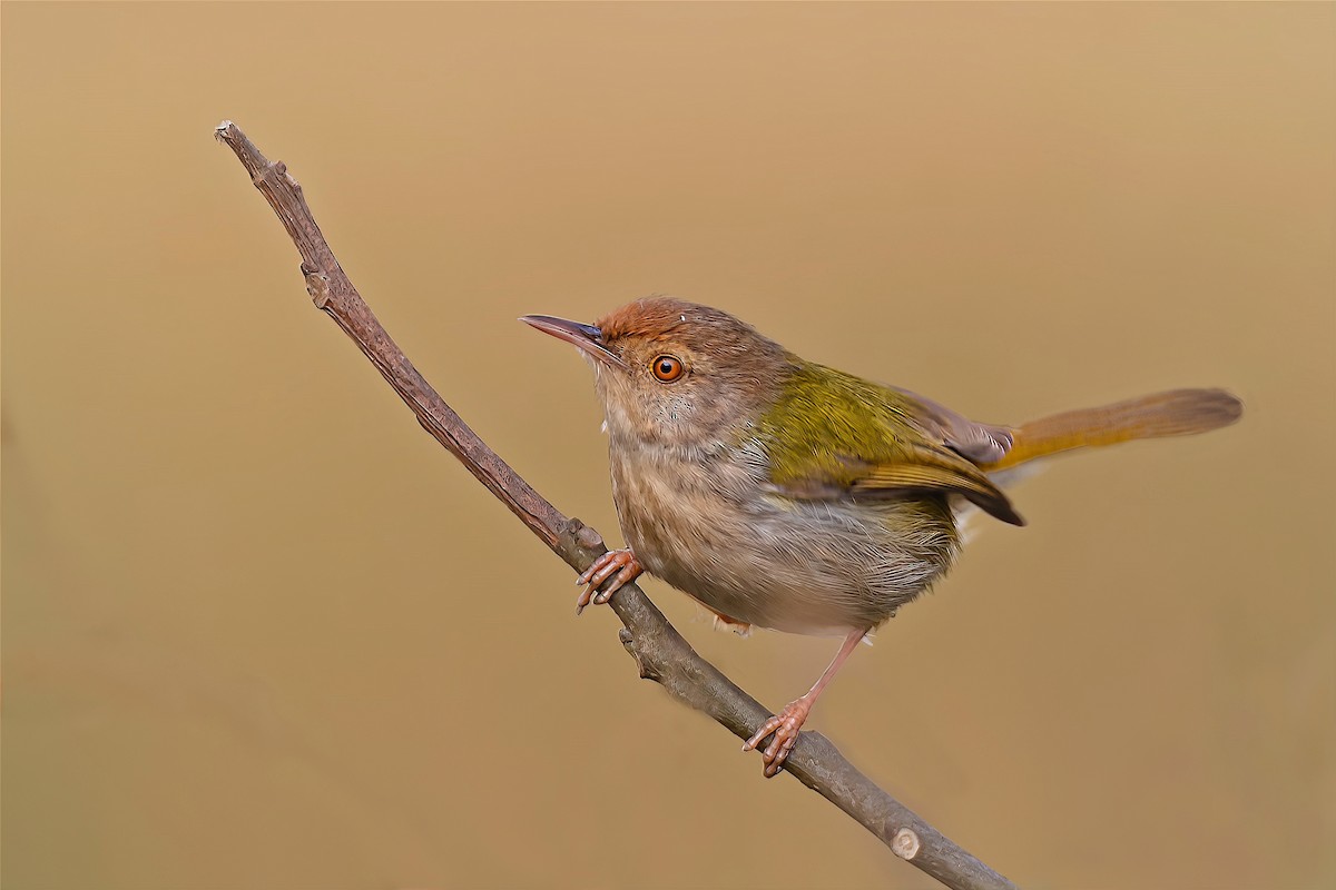 Common Tailorbird - ML506087991