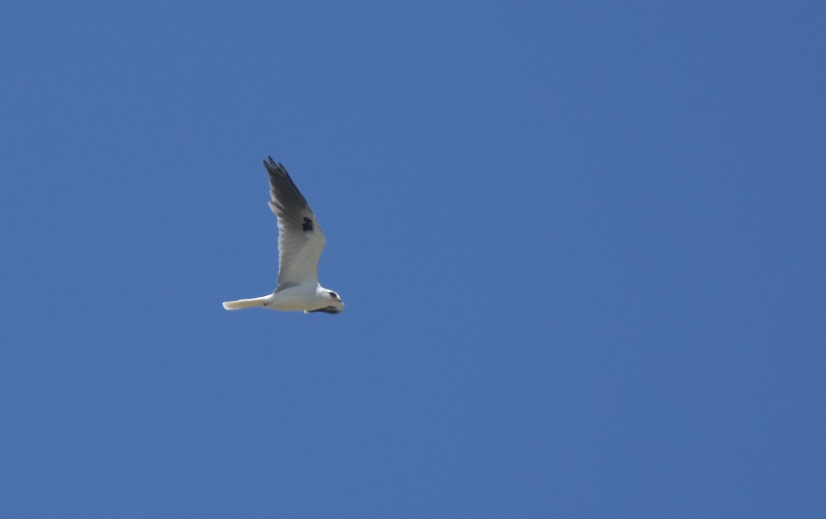 White-tailed Kite - Damián Ganime