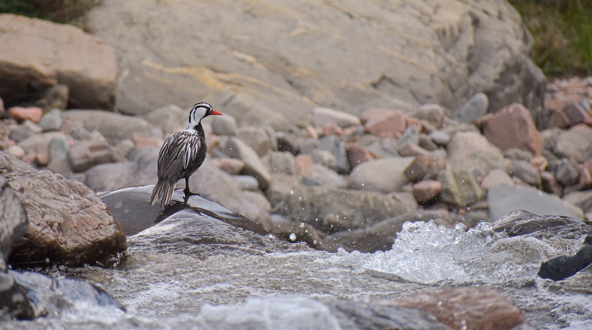 Torrent Duck - ML506090601