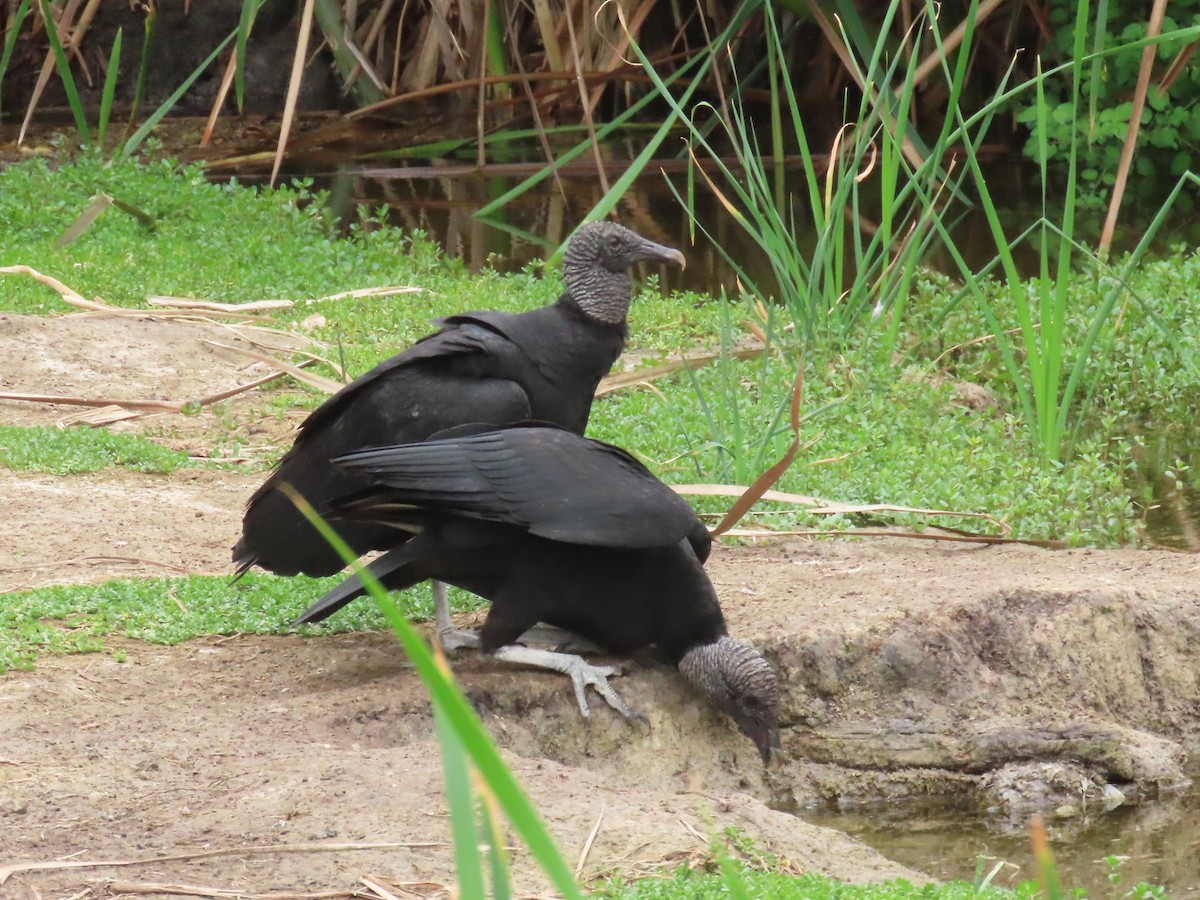 Black Vulture - ML506090741