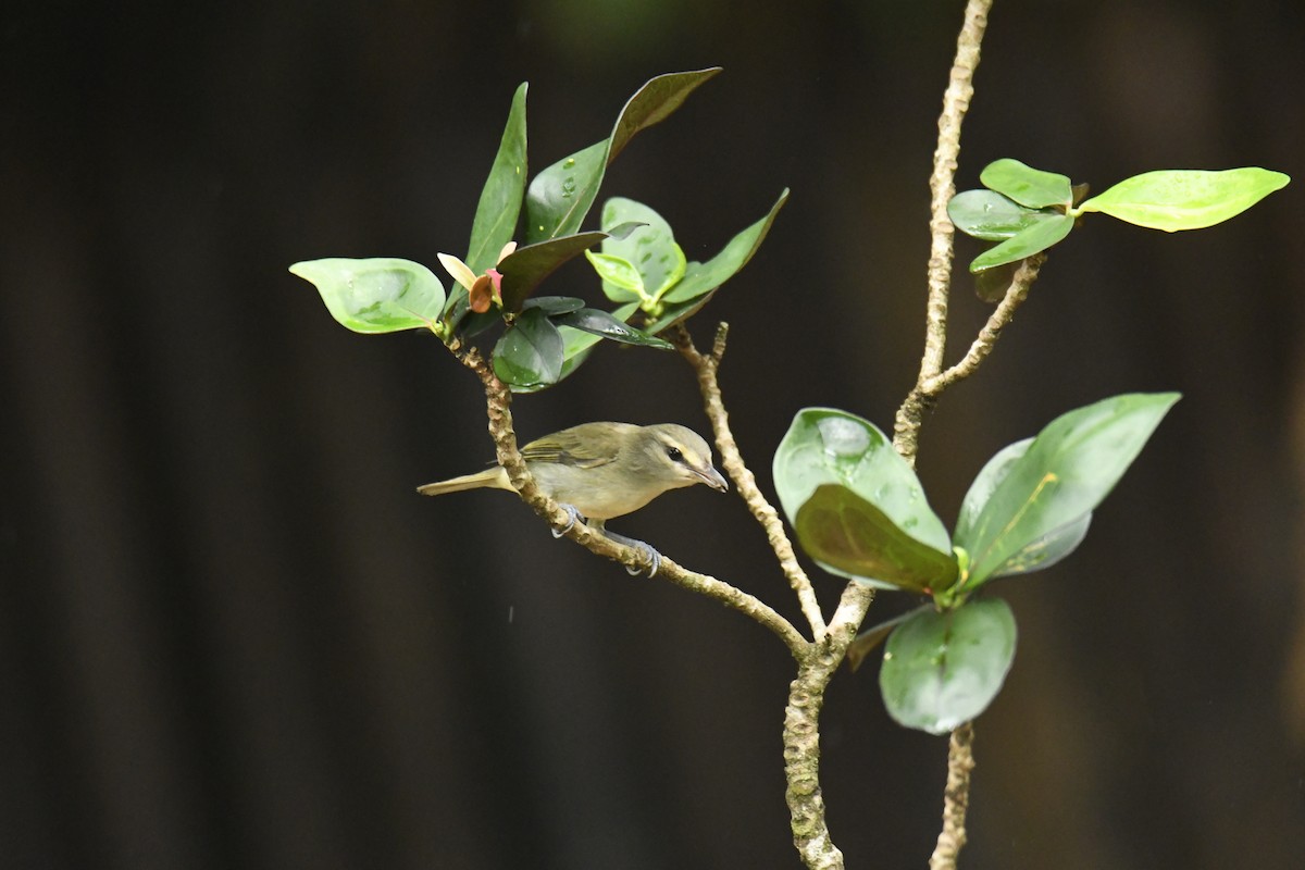 Yucatan Vireo - Kyle Gardiner