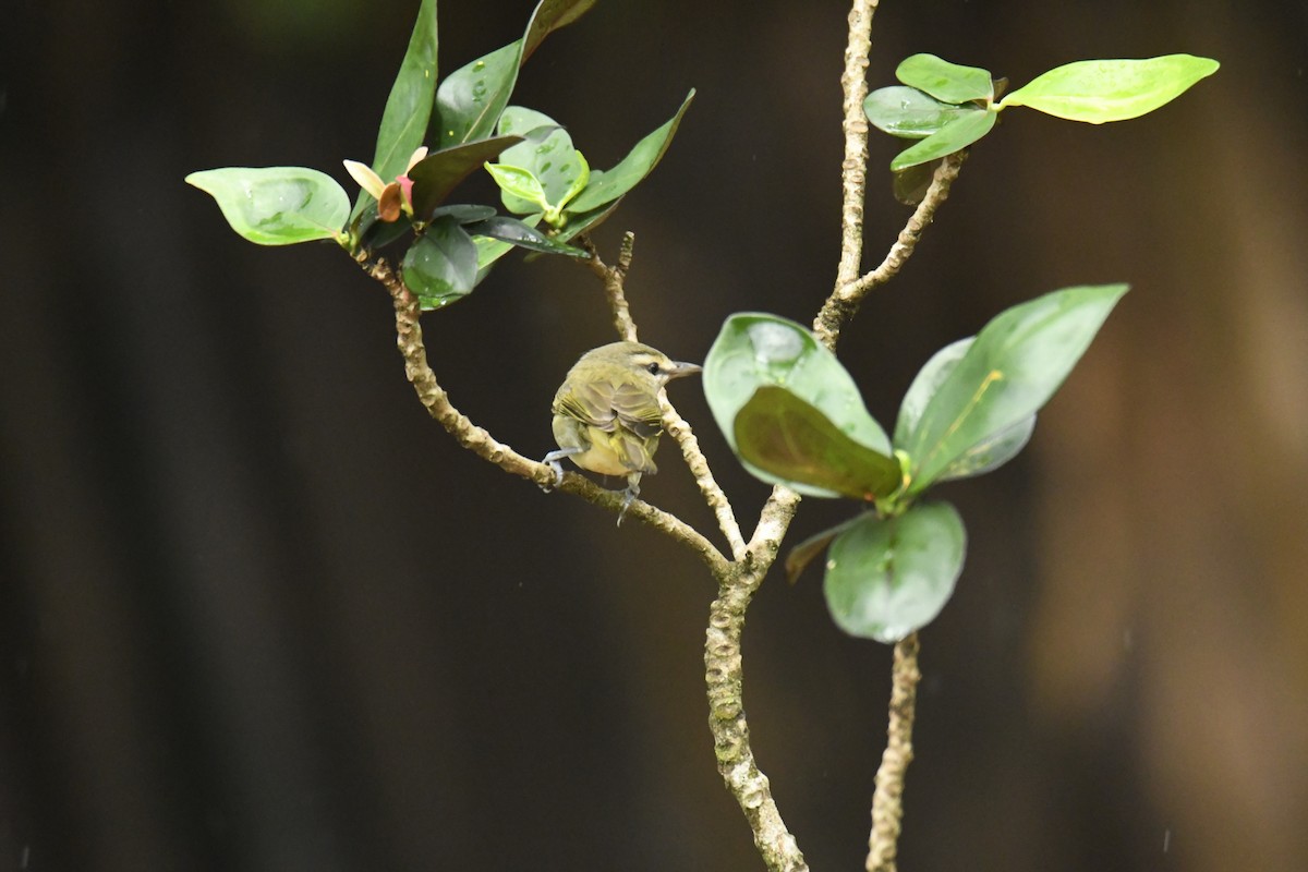 Yucatan Vireo - ML506091161