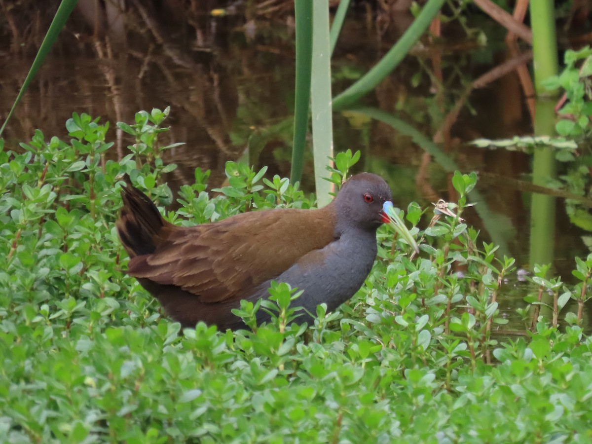 Plumbeous Rail - Marlene De La Cruz-Guzman