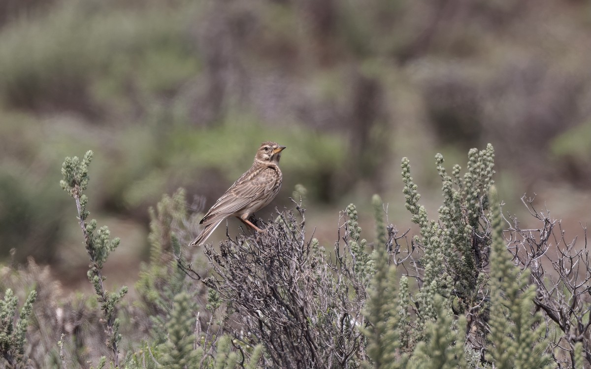 Large-billed Lark - ML506093171