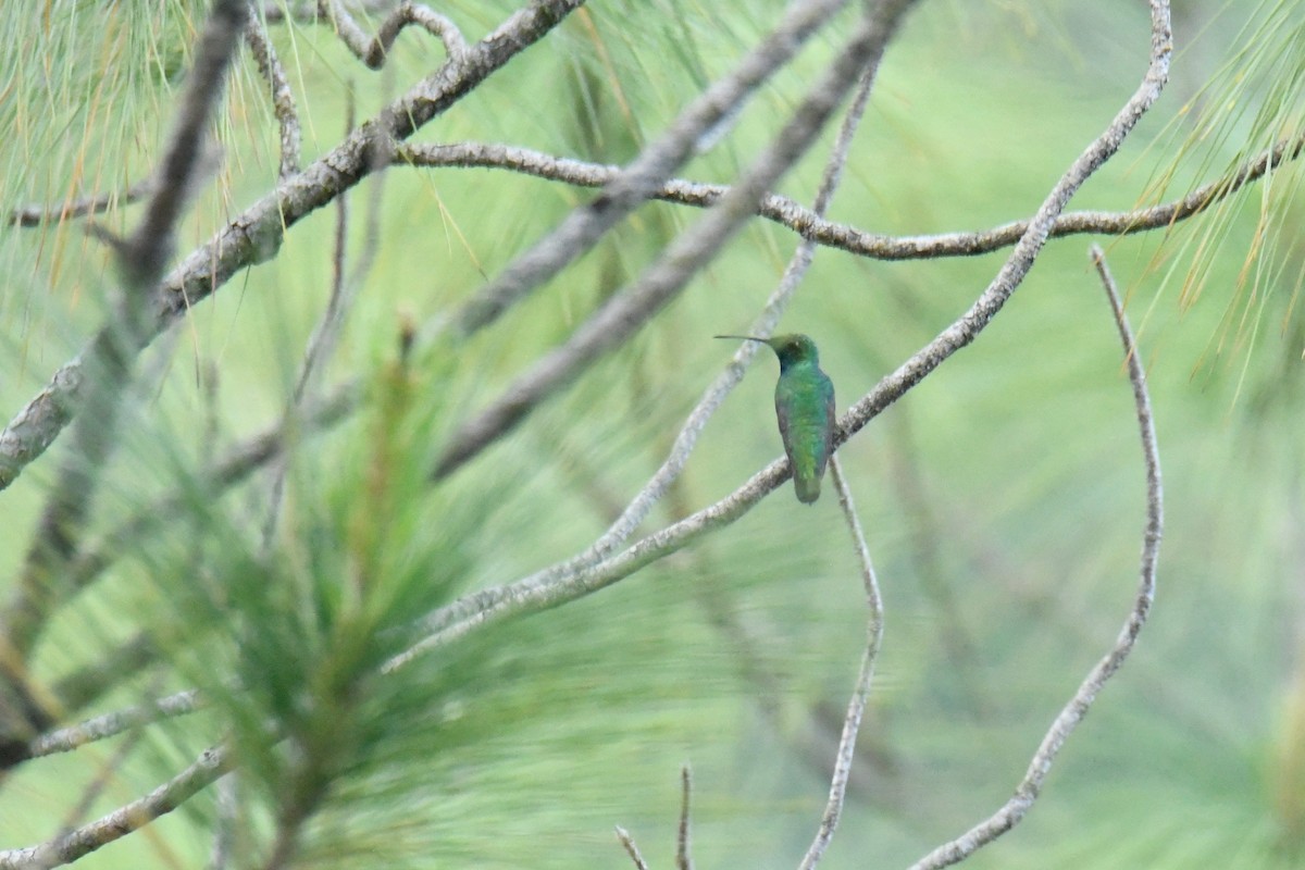 Green-breasted Mango - ML506094081
