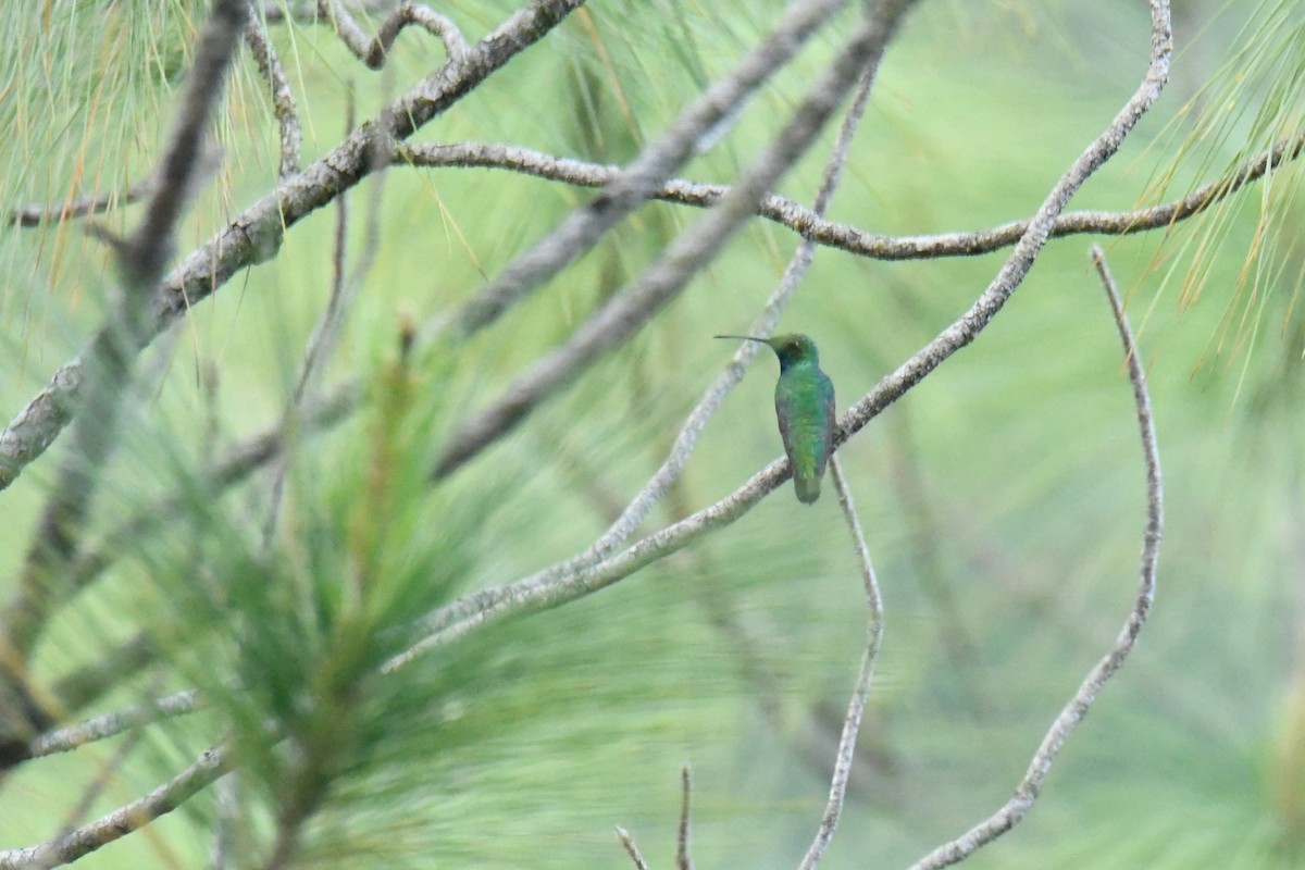 Green-breasted Mango - ML506094081