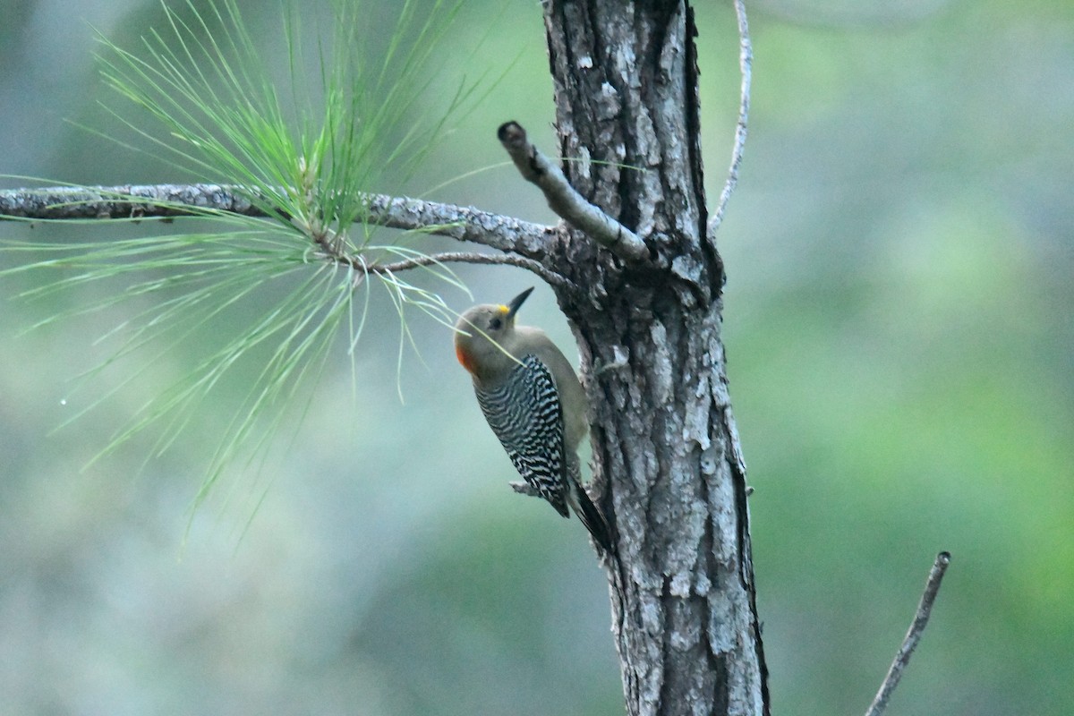 Yucatan Woodpecker - ML506094201