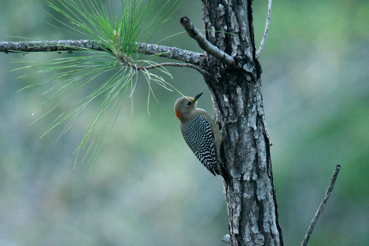 Yucatan Woodpecker - ML506094331