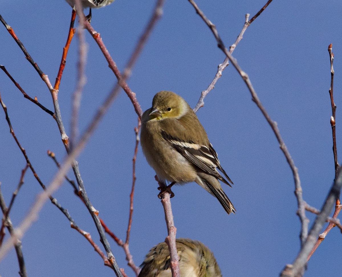 American Goldfinch - ned bohman